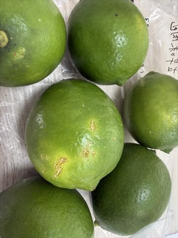檸檬 產品圖片（產品編號 723719）