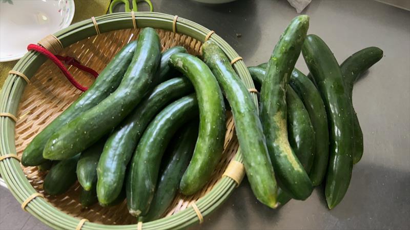 小黃瓜(花胡瓜) 產品圖片（圖片編號 1026212）