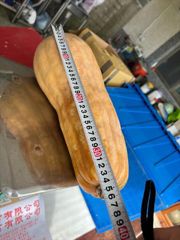 南瓜(金瓜) 產品圖片（圖片編號 1026215）