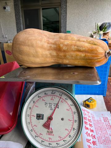 南瓜(金瓜) 產品圖片（圖片編號 1026216）