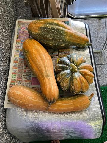 南瓜(金瓜) 產品圖片（圖片編號 1026217）