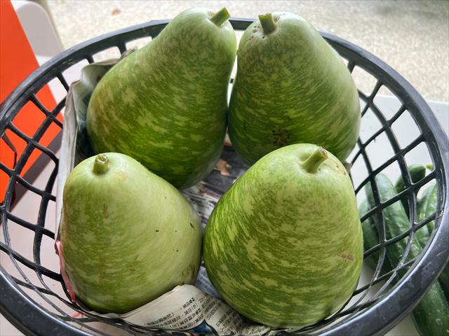 扁蒲(瓠瓜,匏瓜,蒲瓜) 產品圖片（產品編號 723737）