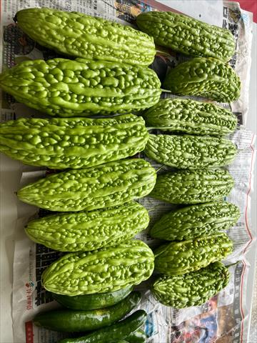 苦瓜 產品圖片（圖片編號 1026219）