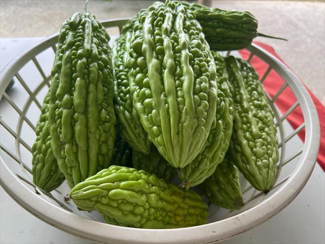 苦瓜 產品圖片（圖片編號 1026220）