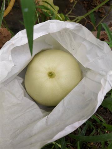 香瓜(美濃瓜) 產品圖片（產品編號 723795）