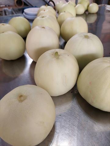 香瓜(美濃瓜) 產品圖片（圖片編號 1026462）