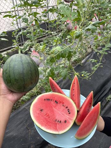 西瓜 產品圖片（圖片編號 1026467）