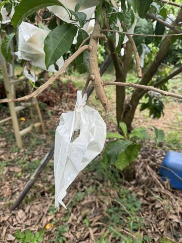 黃金果(黃晶果,加蜜蛋黃果,蜜蛋黃果) 產品圖片（圖片編號 1026605）