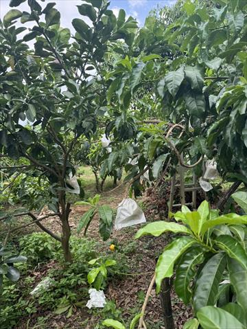 黃金果(黃晶果,加蜜蛋黃果,蜜蛋黃果) 產品圖片（產品編號 723834）