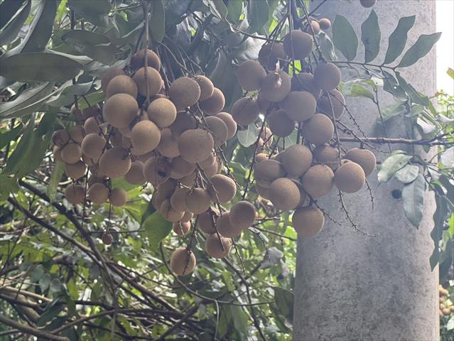 荔枝 產品圖片（產品編號 723835）