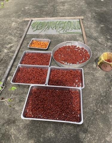 棗製品-棗乾 產品圖片（產品編號 723864）
