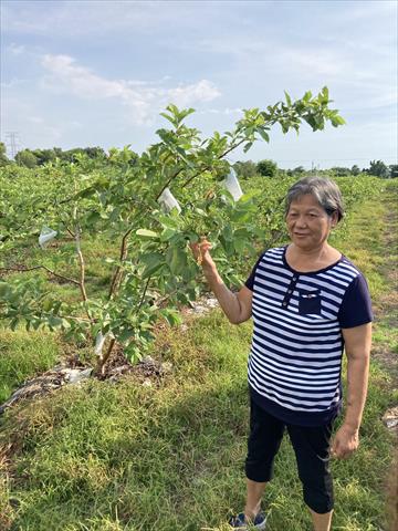 番石榴(芭樂) 產品圖片（圖片編號 1027041）