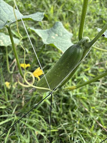 小黃瓜(花胡瓜) 產品圖片（圖片編號 1027056）