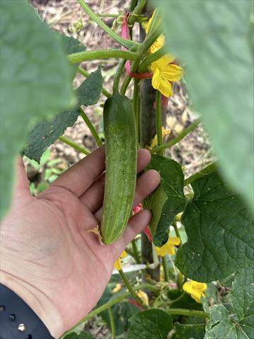 小黃瓜(花胡瓜) 產品圖片（圖片編號 1027057）
