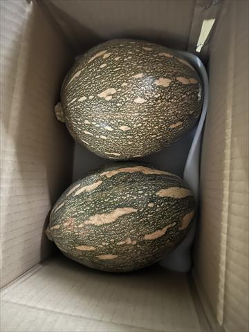 南瓜(金瓜) 產品圖片（產品編號 723940）