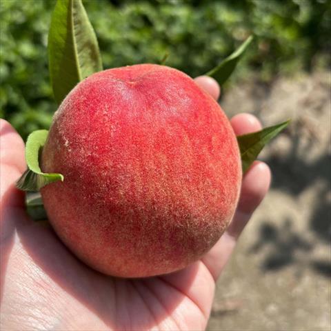 桃 產品圖片（圖片編號 1027061）
