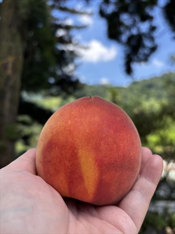 桃 產品圖片（圖片編號 1027062）