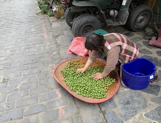 梅 產品圖片（圖片編號 1027094）