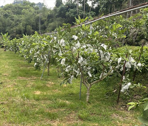 番石榴(芭樂) 產品圖片（產品編號 724268）