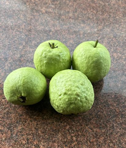 番石榴(芭樂) 產品圖片（圖片編號 1027366）