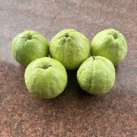 番石榴(芭樂) 產品圖片（圖片編號 1027367）