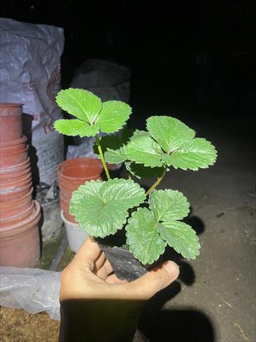 草莓 產品圖片（產品編號 724301）