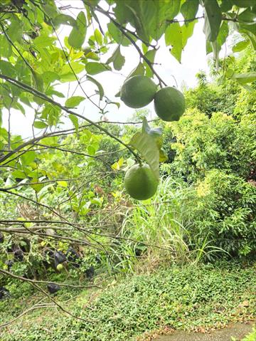 檸檬 產品圖片（圖片編號 1027519）