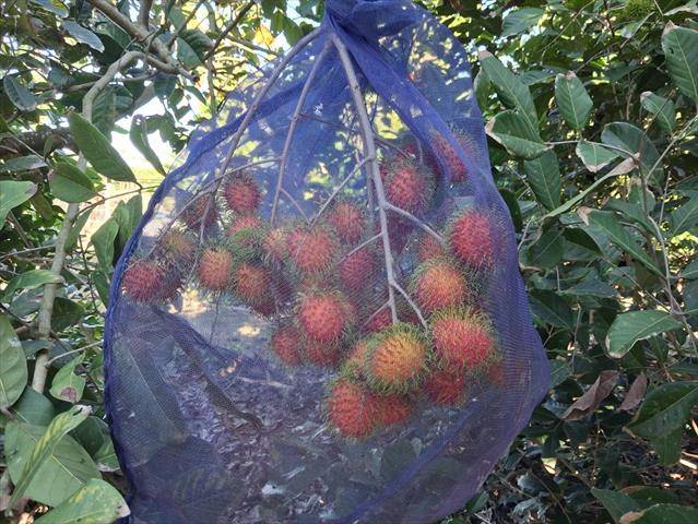 紅毛丹 產品圖片（圖片編號 1028047）