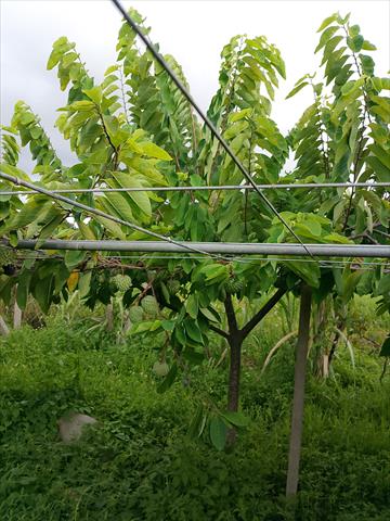 番荔枝(釋迦) 產品圖片（產品編號 724805）
