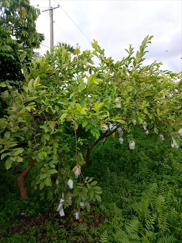 番石榴(芭樂) 產品圖片（產品編號 724803）
