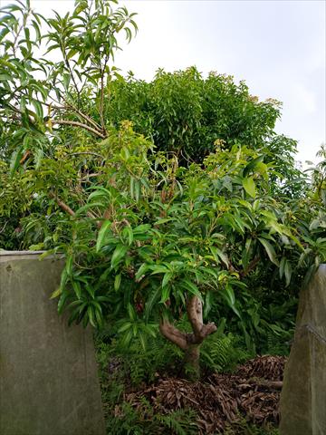 芒果 產品圖片（產品編號 724804）