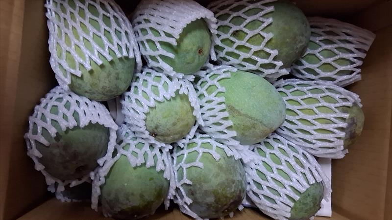 芒果 產品圖片（產品編號 724839）