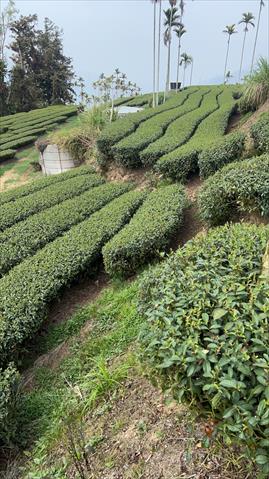 茶製品-茶 產品圖片（圖片編號 1028446）