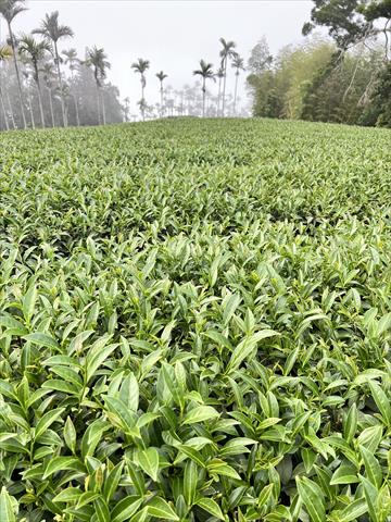茶製品-茶 產品圖片（圖片編號 1028448）