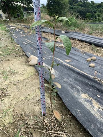 茶製品-茶 產品圖片（圖片編號 1028464）