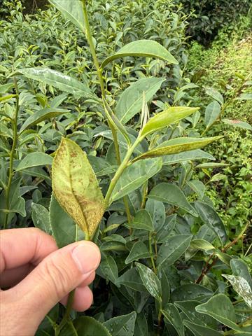 茶製品-茶 產品圖片（圖片編號 1028465）