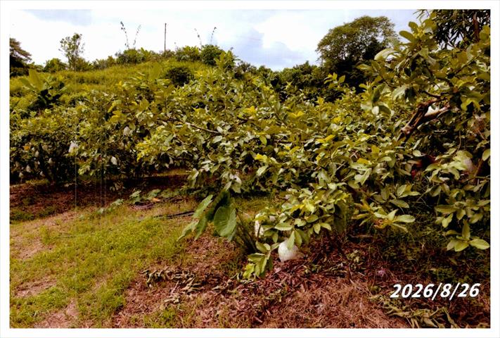 番石榴(芭樂) 產品圖片（圖片編號 1028473）