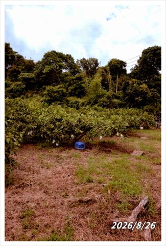 番石榴(芭樂) 產品圖片（圖片編號 1028474）