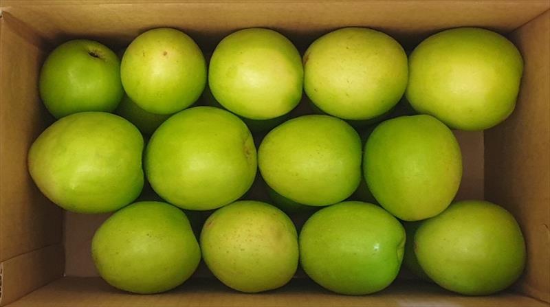 棗 產品圖片（圖片編號 1029039）