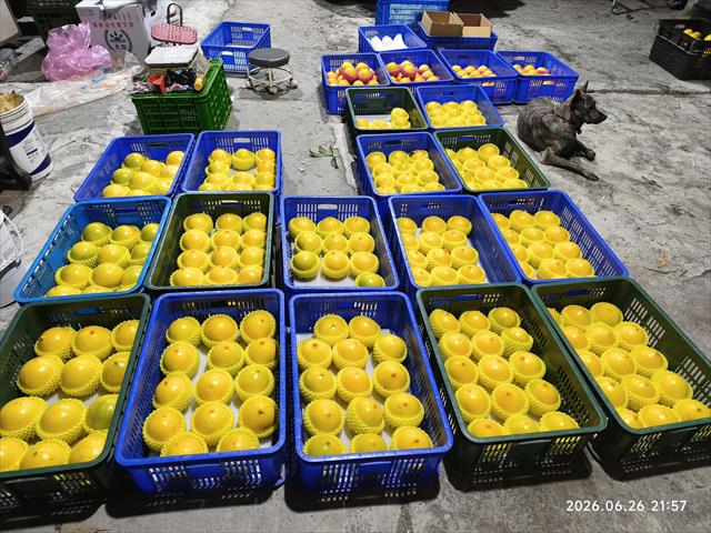 酪梨 產品圖片（圖片編號 1029483）