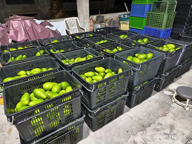 酪梨 產品圖片（產品編號 725607）