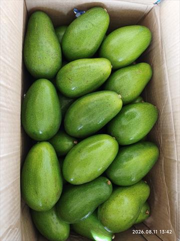 酪梨 產品圖片（圖片編號 1029486）