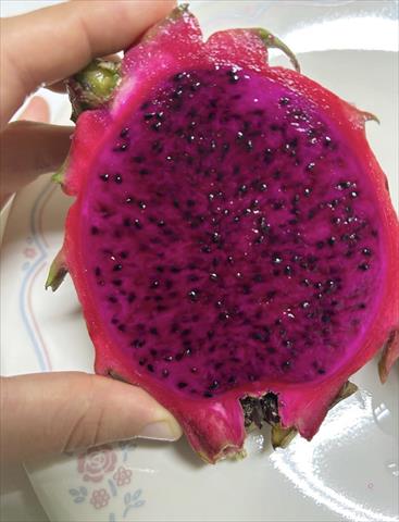 紅龍果 產品圖片（產品編號 725876）
