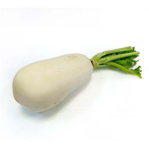 蘿蔔(白蘿蔔,菜頭) 產品圖片（圖片編號 108195）