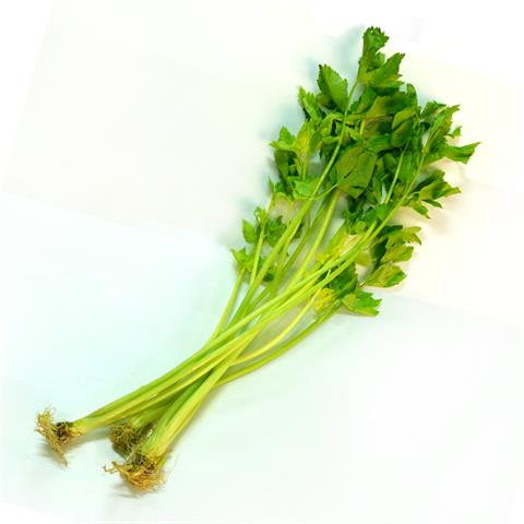 芹菜(西洋芹) 產品圖片（圖片編號 108204）