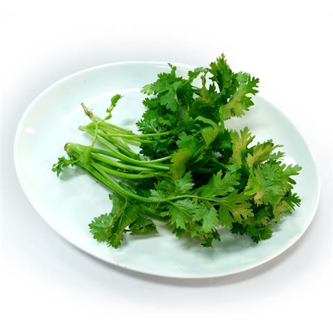 芫荽(胡荽,香菜) 產品圖片（圖片編號 108221）