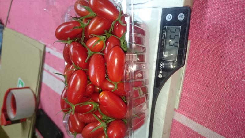 番茄(含小番茄) 產品圖片（圖片編號 108258）