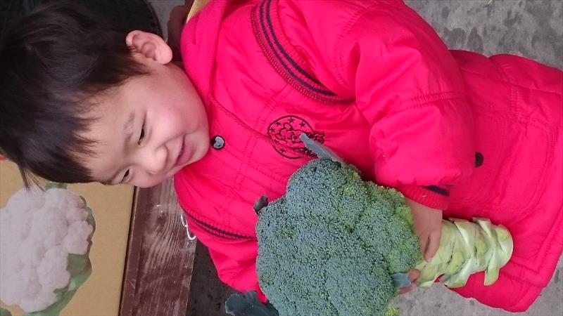 青花菜 產品圖片（圖片編號 108259）