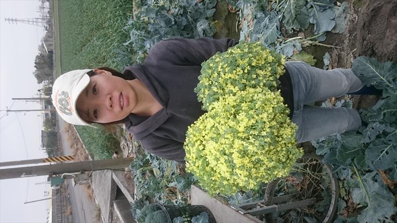 青花菜 產品圖片（產品編號 59966）