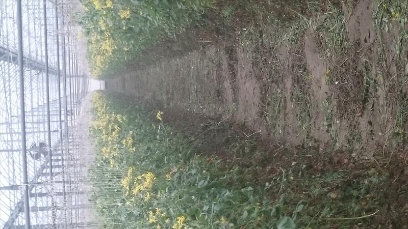 番茄(含小番茄) 產品圖片（圖片編號 108261）